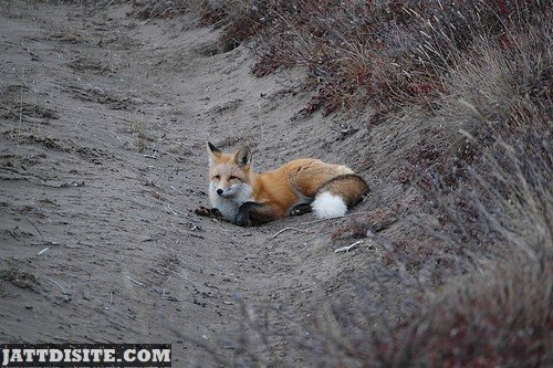 Fox Waiting For Something On The Sand