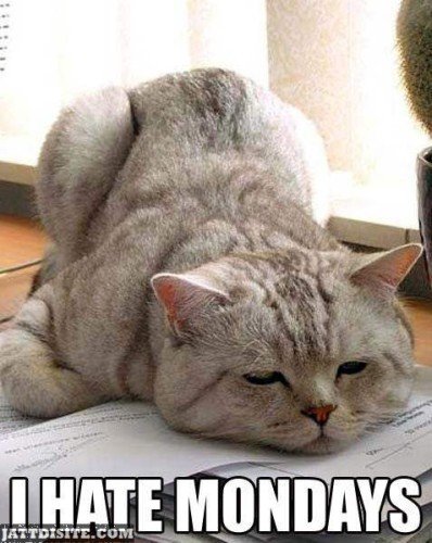 Funny Cat  Hate Monday Wallpaper