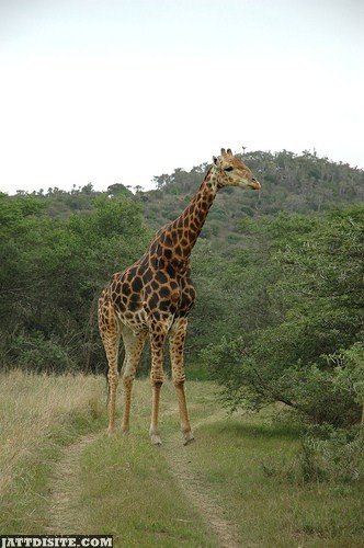 Giraffe Blocks The Road