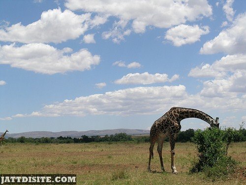 Giraffe Eating Leaves From The Bush