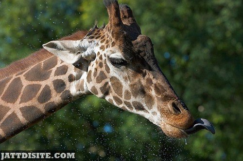 Giraffe Flying Water Droplets