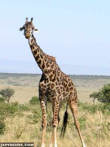 Giraffe In The Kenya Wild Life Sentuary