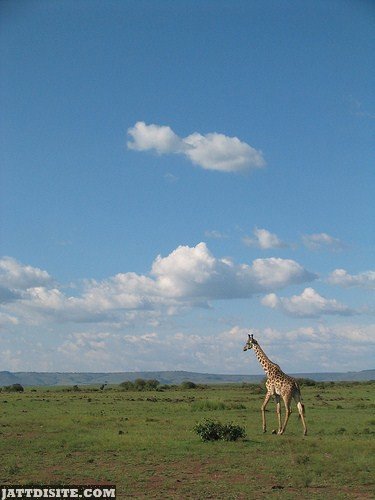 Giraffe In The Large Landscape