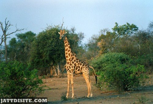 Giraffe Looking For Something