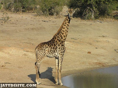 Giraffe Near The Water Pond
