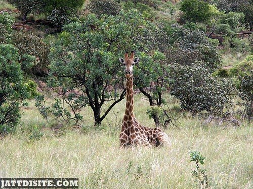 Giraffe Standing In The Dry GRass