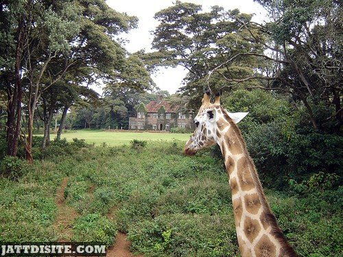 Giraffe With His Long Neck