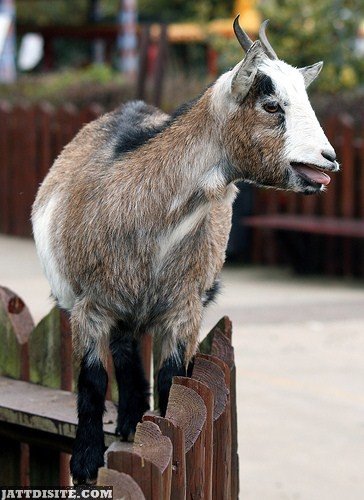 Goat On The Wooden Fence