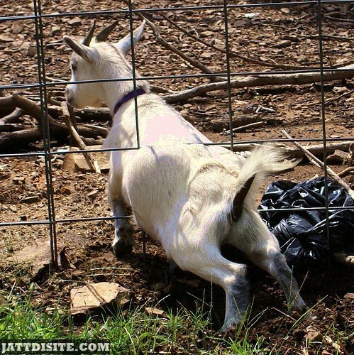 Goat Trying TO Escape From Fence