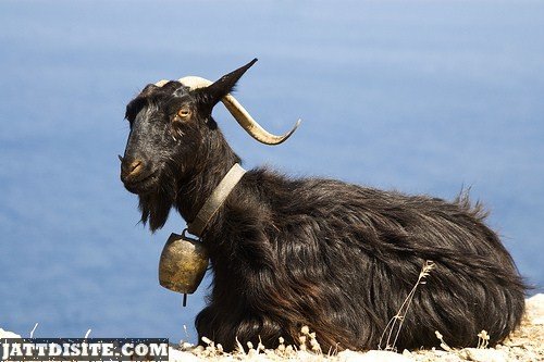 Goat With A Bell