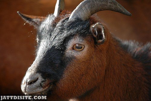Goat With Lovely BRown Eyes