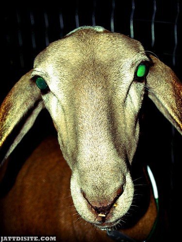 Goat With Spooky GReen Eyes