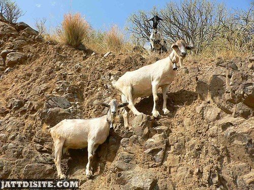 Goats On The Slippry HIlls