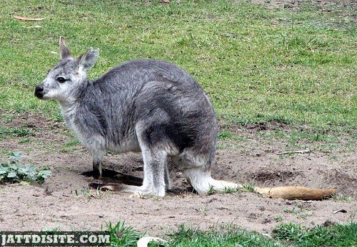 Grey Colour Kangaroo