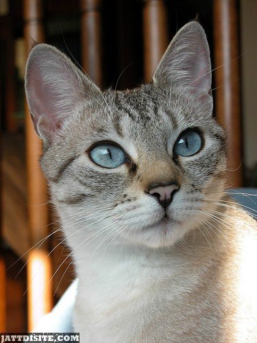 Grey Tabby Cat