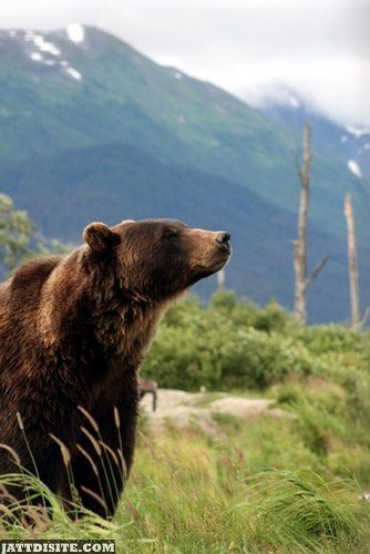 Grizzly Bear In Mountains