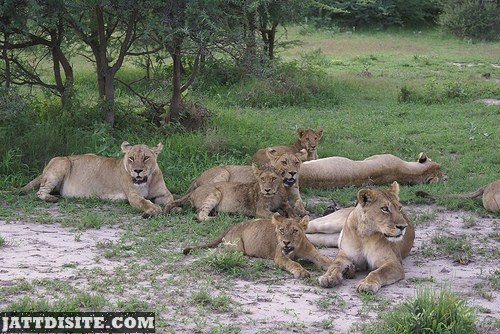 Group OF Lion