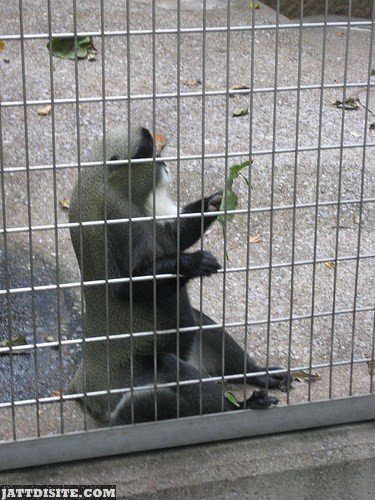 Guenon Inside The Cage