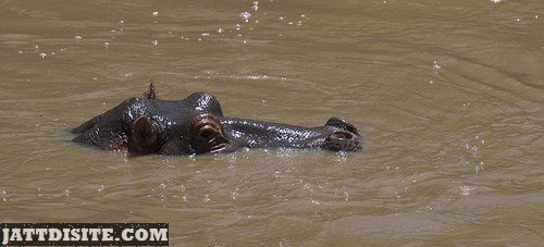 HIppo With Face And Eyes From Water