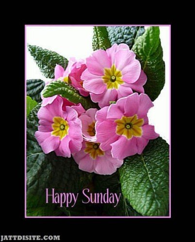 Happy Sunday Flower Wallpaper