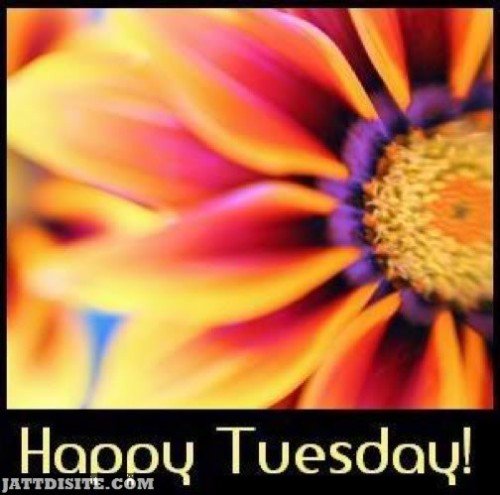 Happy Tuesday Flower