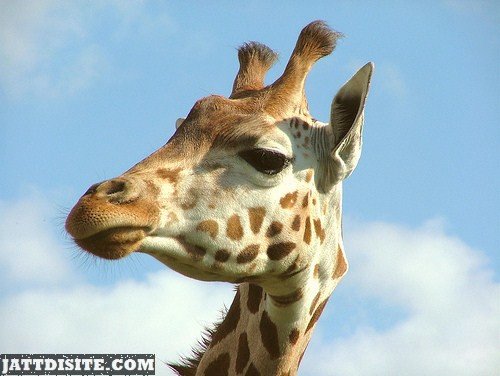 Head Shot Of Giraffe