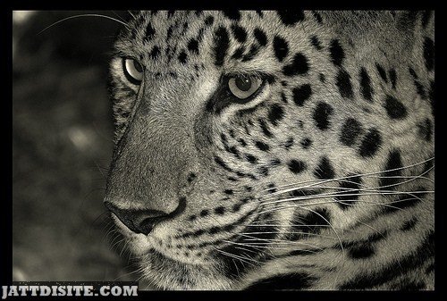Head Shot Of  Leopard