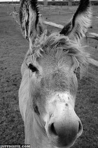 Headshot Of Donkey