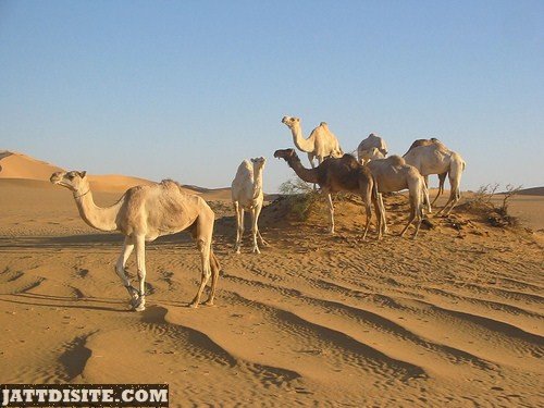 Hear Of Camels On The Sand