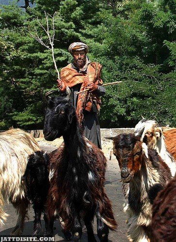 Herd OF Goats With Man