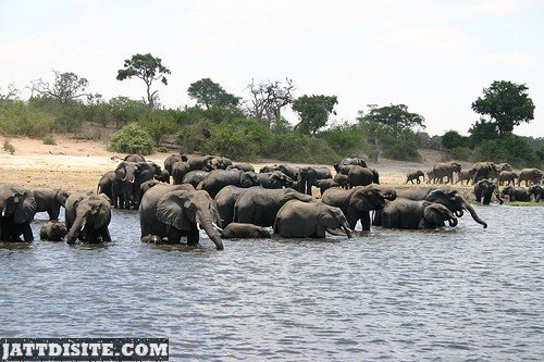 Herd Of Elephants Near The River