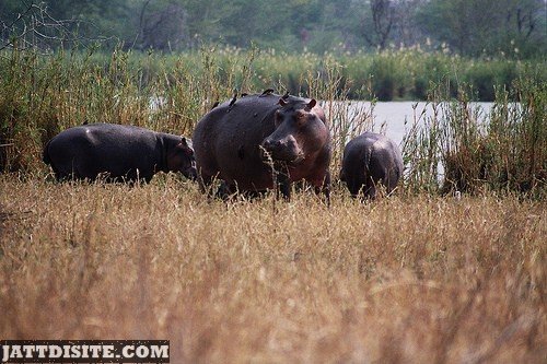 Hippo Eating The Dried Grass