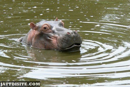 Hippo Face Outside The Water