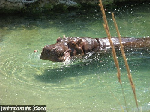 Hippo Looks Pleased With Himself