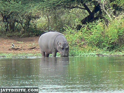 Hippo Takes A Drink