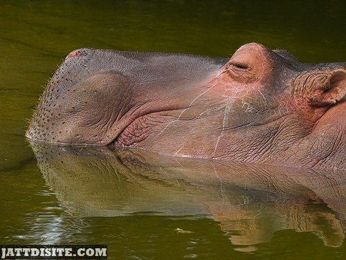 Hippo Taking Rest In The Water