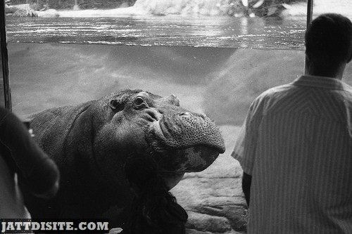 Hippo Watching Visitors From The Mirror