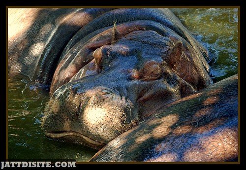 Hippopotamus Chills In The Water