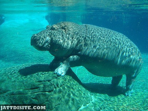 Hippopotamus Inside The Water