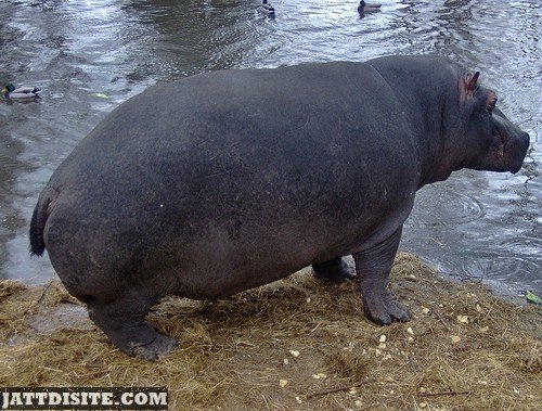 Hippopotamus Near The Pond