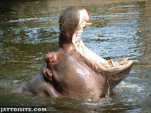 Hippopotamus With OPen Mouth