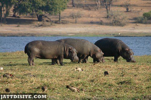 Hippopotamuses Grazing The Grass