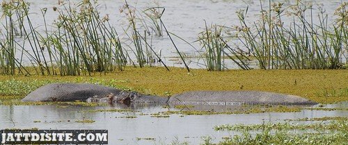 Hippopotamuses Inside The Pond