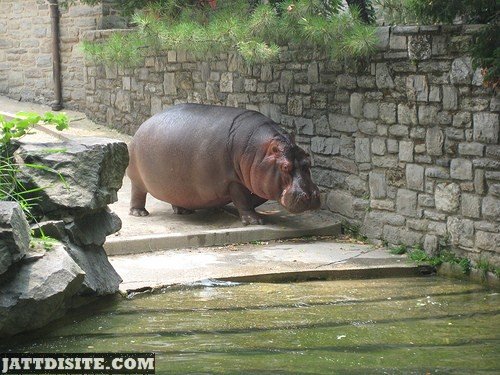 Hippopotamuses Inside The Zoo