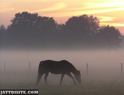 Horse Grazing The Grass