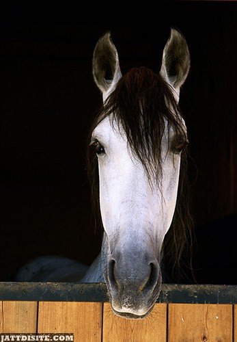 Horse Looking Outside From The Wooden Fence