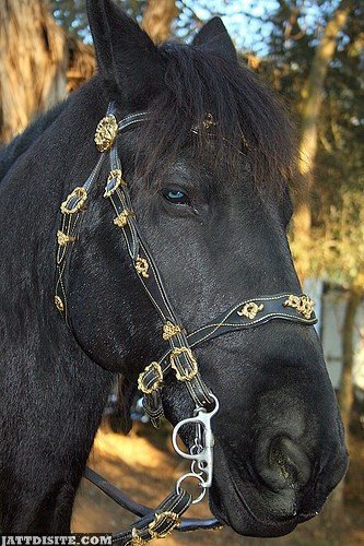 Horse With Pretty Bridle