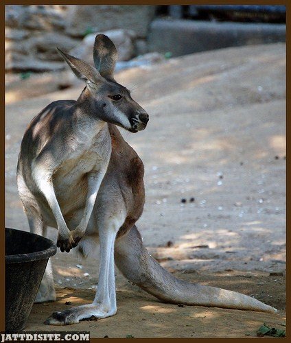 Kangaroo Inside The Zoo