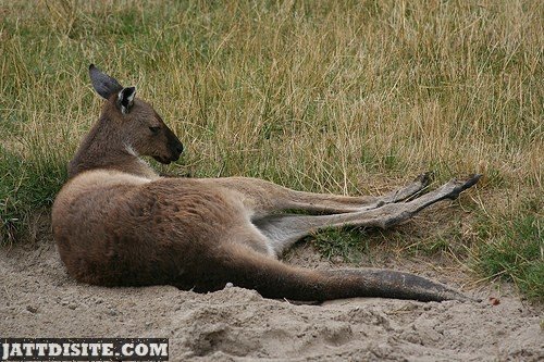 Kangaroo Resting On Sand