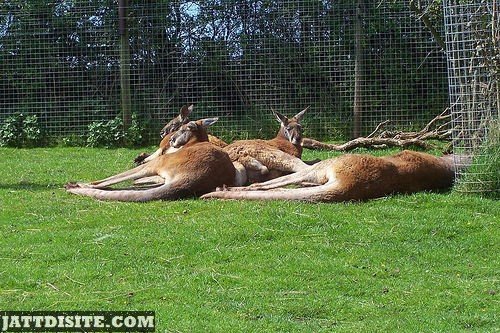 Kangaroos Taking Nap In The Sun